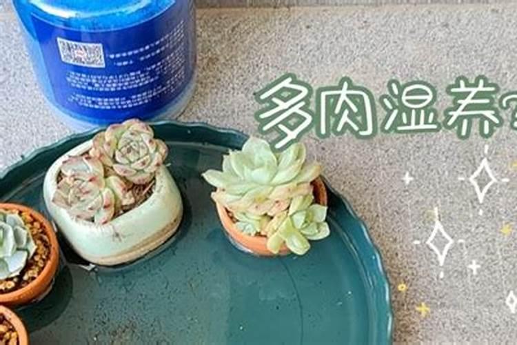 多肉如何养 多肉怎么养又旺盛