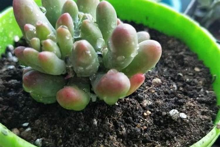 旭鹤多肉怎么养长的好