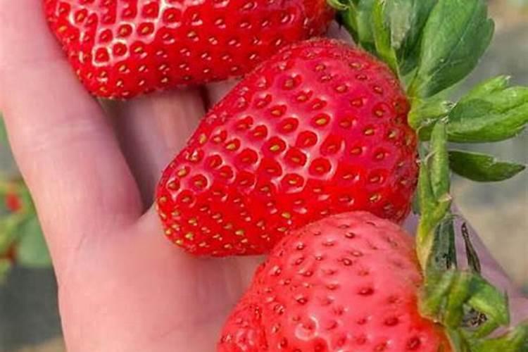 我的草莓是怎么了,芯都烂了？