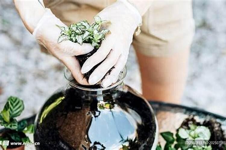 使叶子变绿的肥料、绿植需要的肥料有哪些