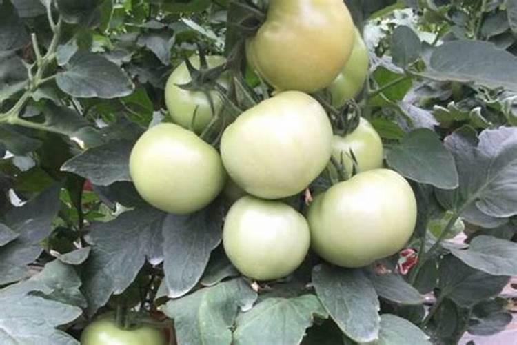 番茄合理的施肥灌溉 番茄施肥技巧