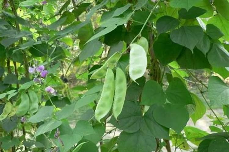 扁豆的养殖方法和注意事项(扁豆最好的肥料是什么？)