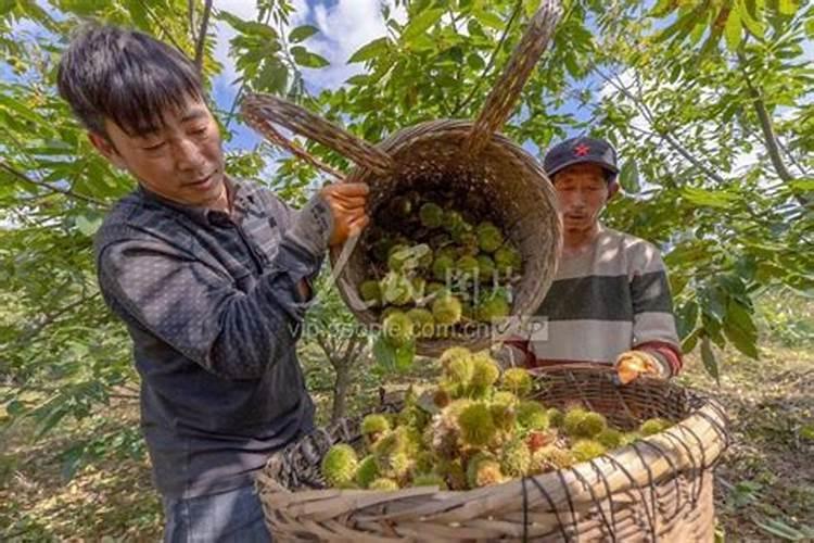 种植锥栗,该如何施肥