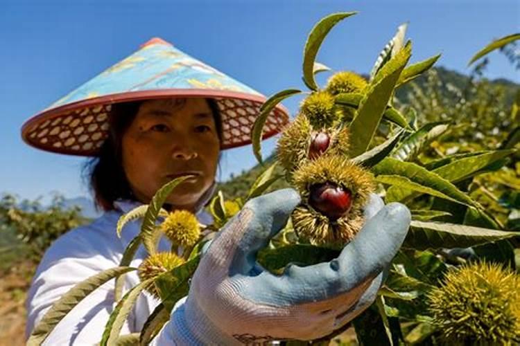 如何高产优质栽培锥栗