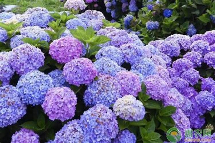 吊兰的浇水和施肥