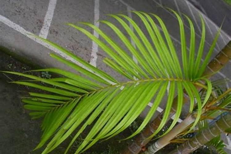 散尾葵叶子抱紧不散怎么回事？