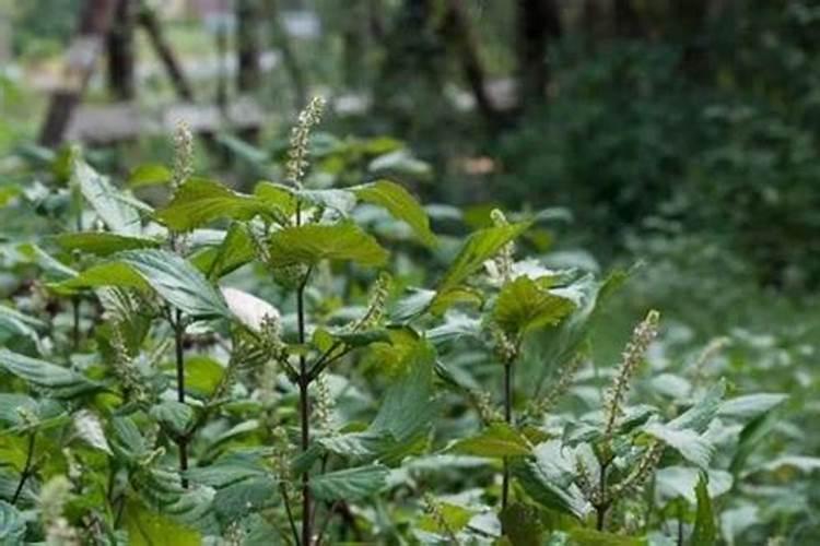 紫苏种子怎么种植方法