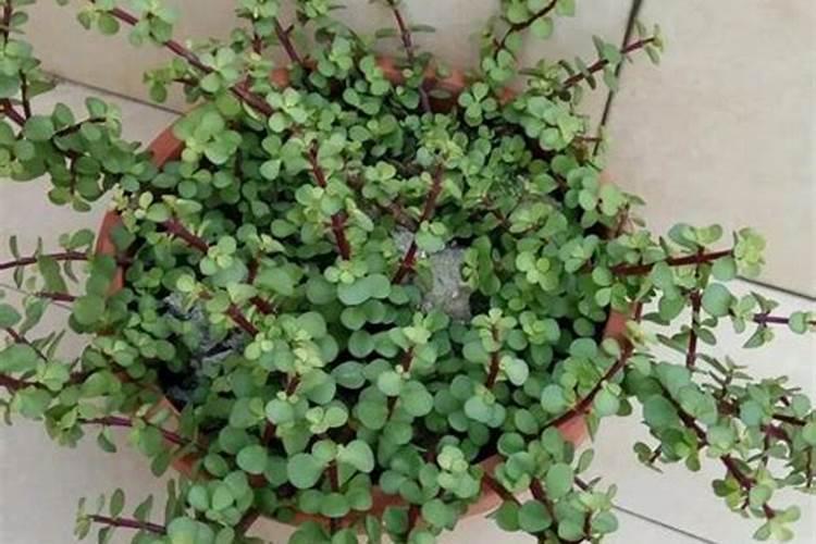 金枝玉叶怎么施肥才能长得好