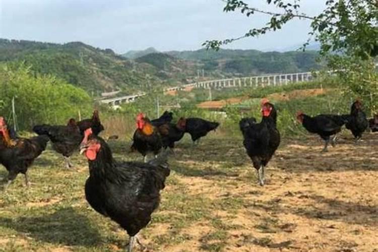 沙土地用什么肥料？