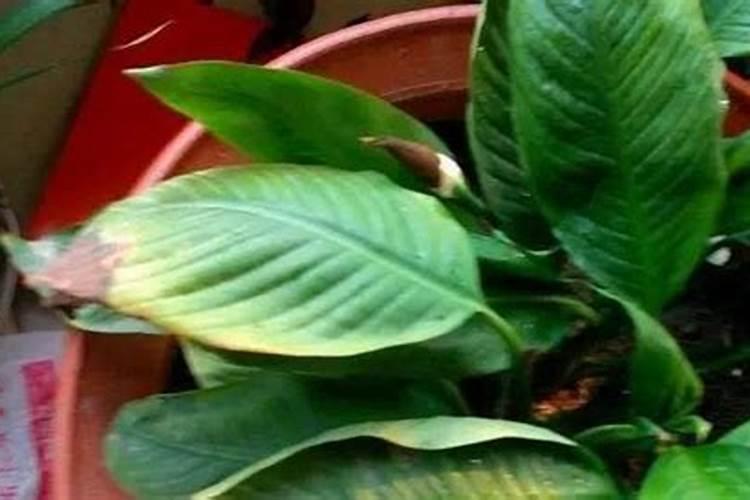 杨树化肥上多了烧树了怎么办？