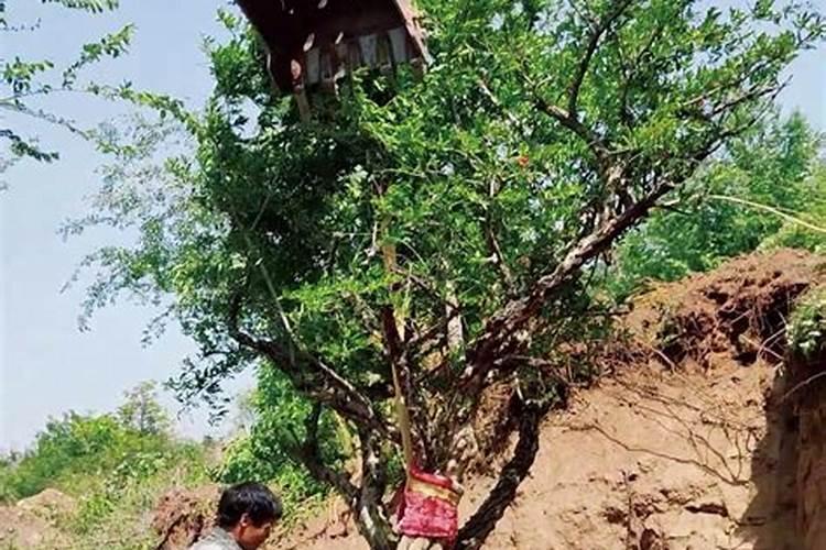 石榴树什么时候施肥 石榴树施肥的方法