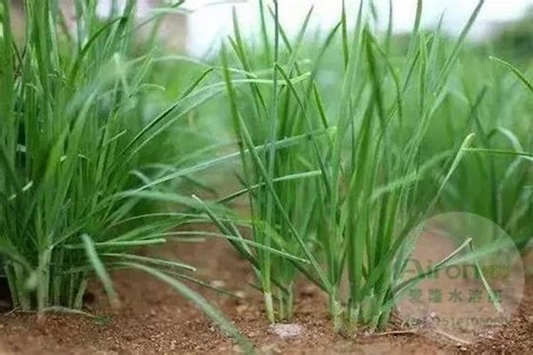 种植韭菜怎么施肥好？