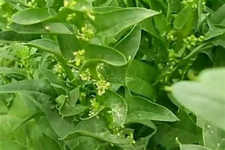 菠菜枯萎病防治方法