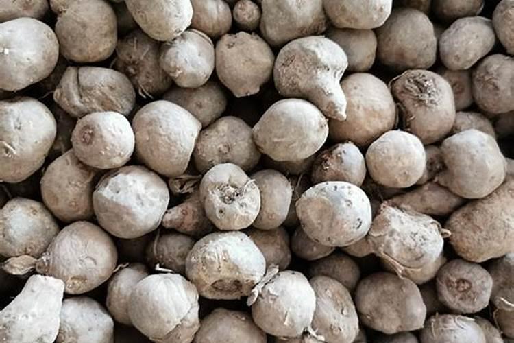 部分小麦出现冻害什么时间喷叶面肥好啥时候追肥好