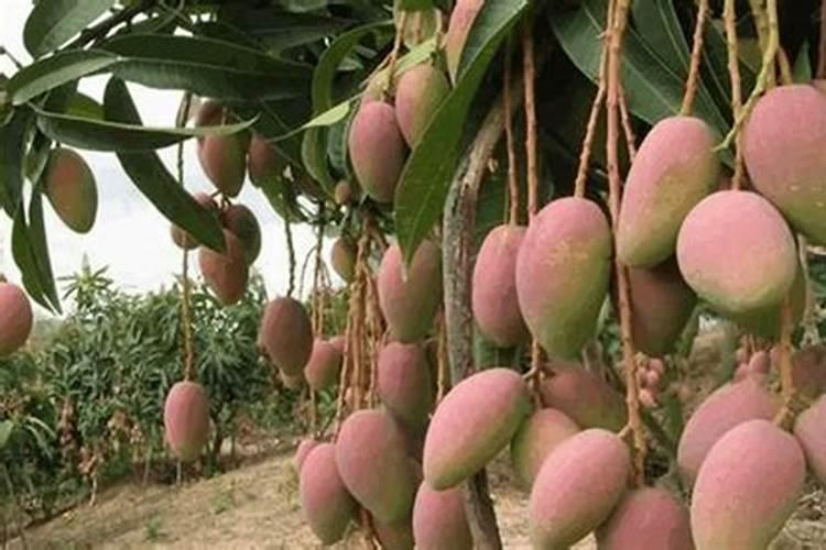 大棚芒果为什么不坐果