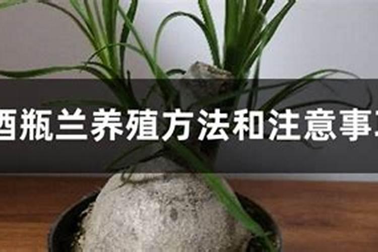 酒瓶兰怎么施肥