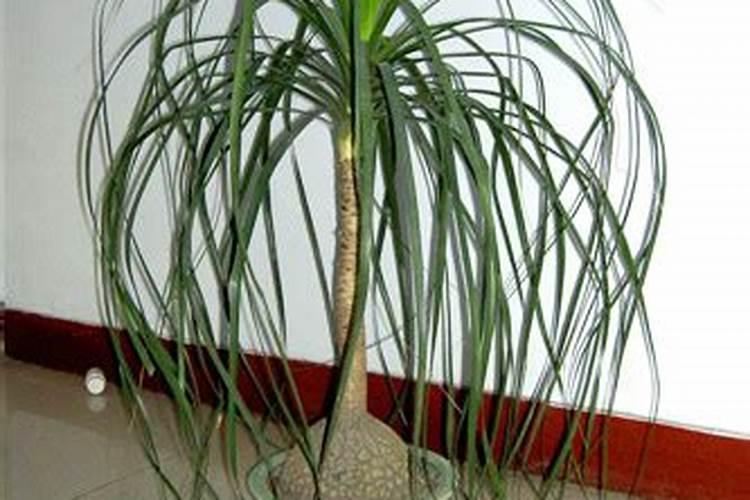 酒瓶兰怎么施肥