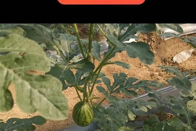 西瓜移栽可用平衡行水溶肥浇水吗？