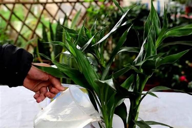 富贵竹土培怎么养才能更旺盛