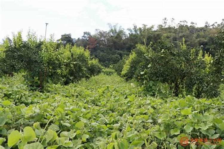 西瓜地里套种什么最好