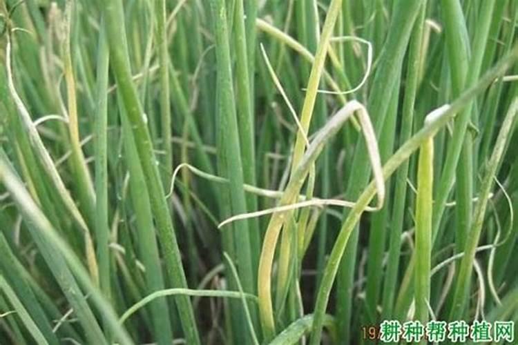 老师这天蒜苗黄尖用杀药