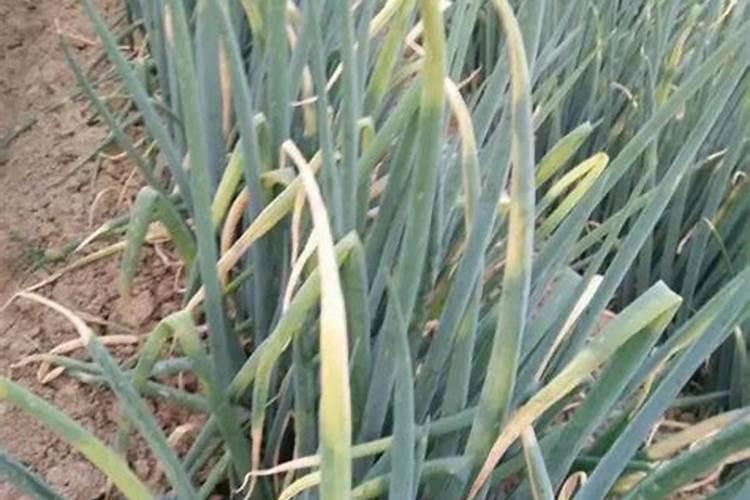 大姜卷叶,叶子黄尖是怎么回事