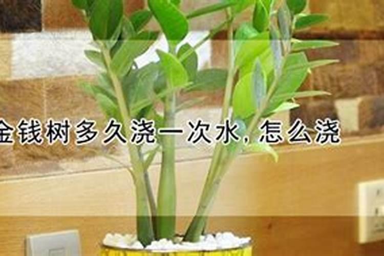 金钱树需要多久浇一次水,施一次肥？