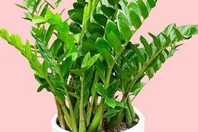 金钱树需要多久浇一次水,施一次肥？