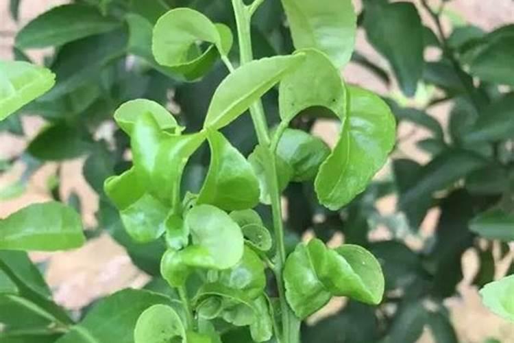 柑橘卷叶原因及解决方法