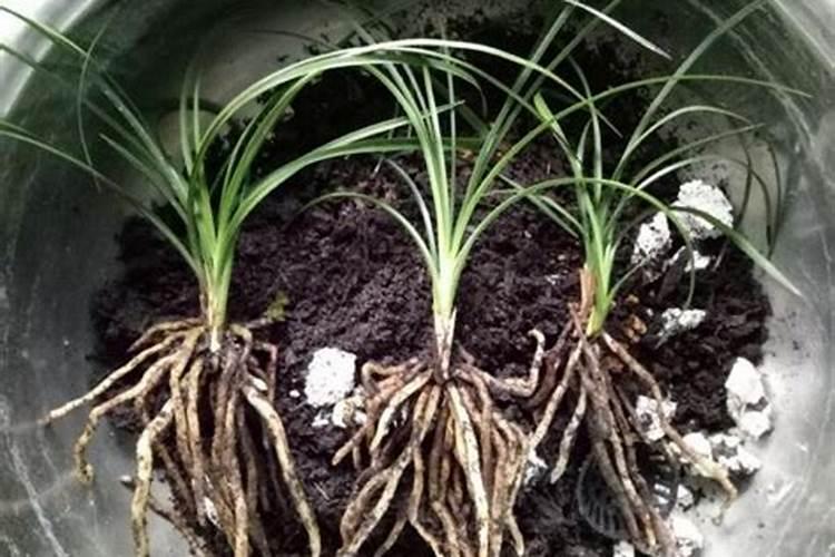 刚栽的兰花可不可以浇生根粉