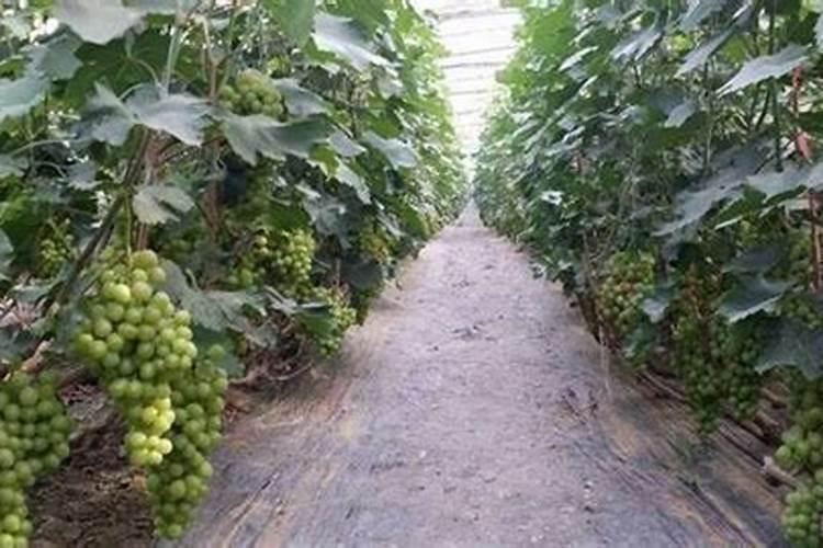 葡萄树施什么肥好