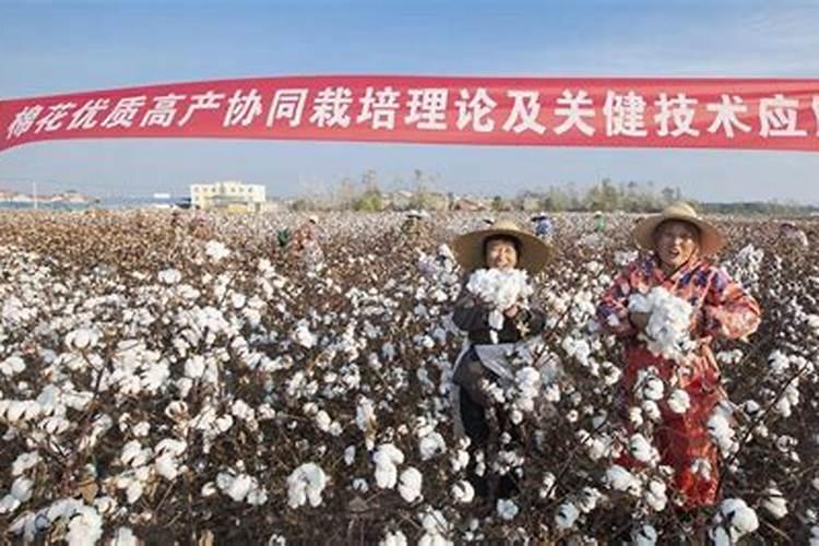 如何才能让棉苗长的又快又壮？