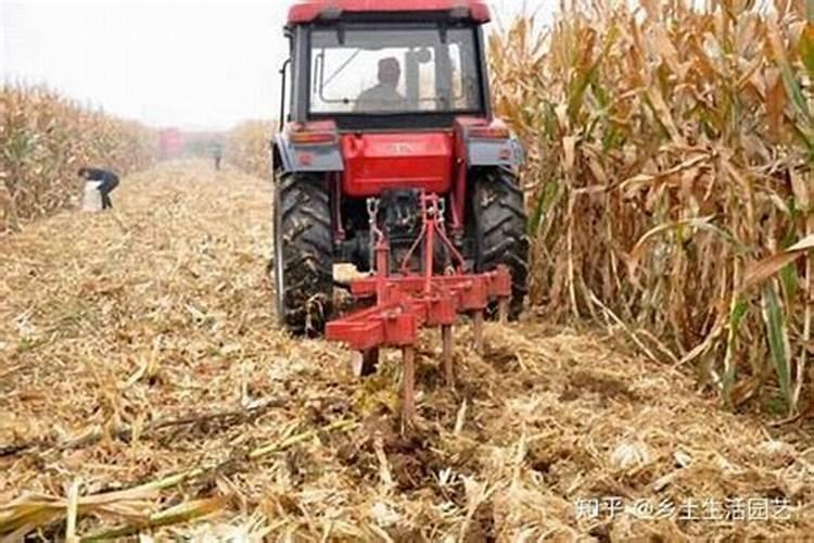 玉米秸秆怎么处理才能当肥料