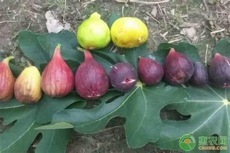 无花果施肥的正确方法