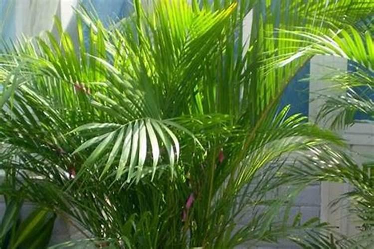 散尾葵施肥用什么肥料长得快 用尿素和复合肥长得好