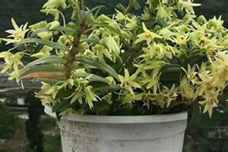 石斛盆栽多久服盆