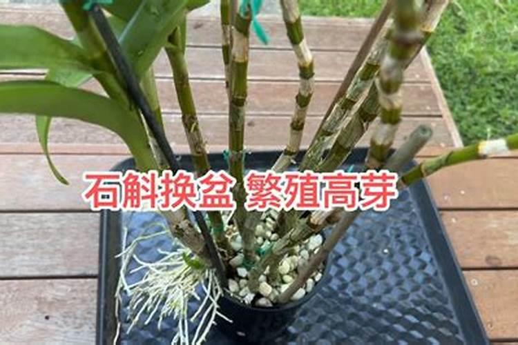 换盆后多久给石斛浇水一次？