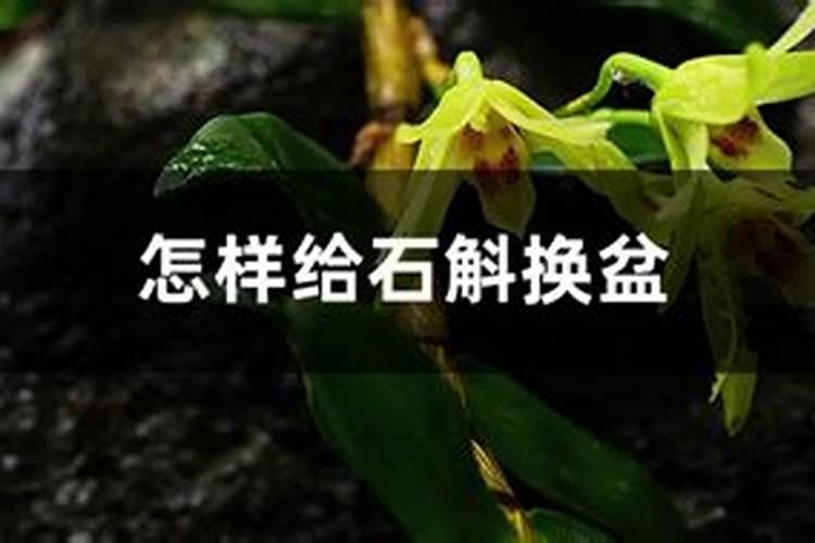 石斛兰上盆时间与养护方法