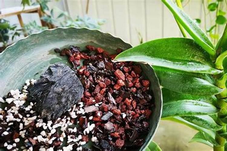 石斛兰上盆时间与养护方法