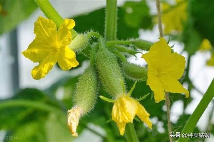 黄瓜结果期喷什么叶面肥结果多？黄瓜座果期用什么肥料产量高？