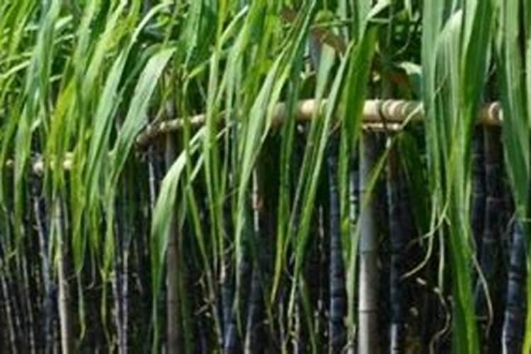 甘蔗用什么肥料才会长得肥大