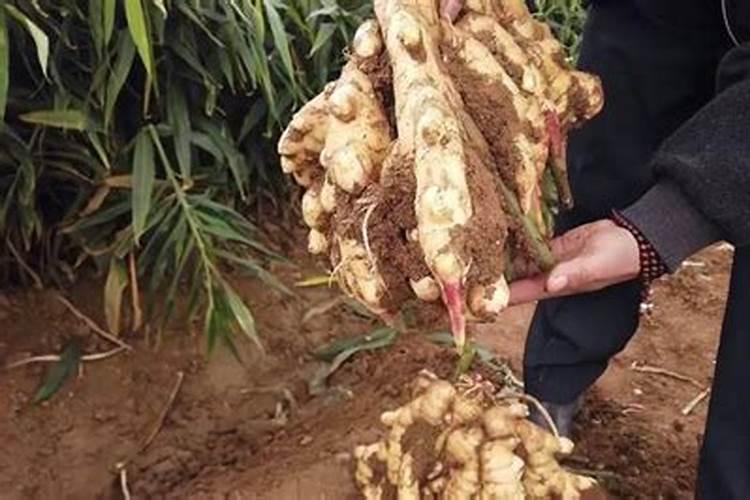 30厘米的生姜可以用羊粪和尿素一起施肥吗