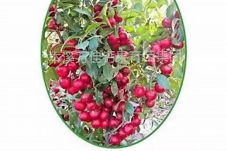 草莓的种植方法