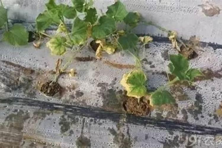 黄瓜浇多了肥怎么办 出现肥害的解决方法