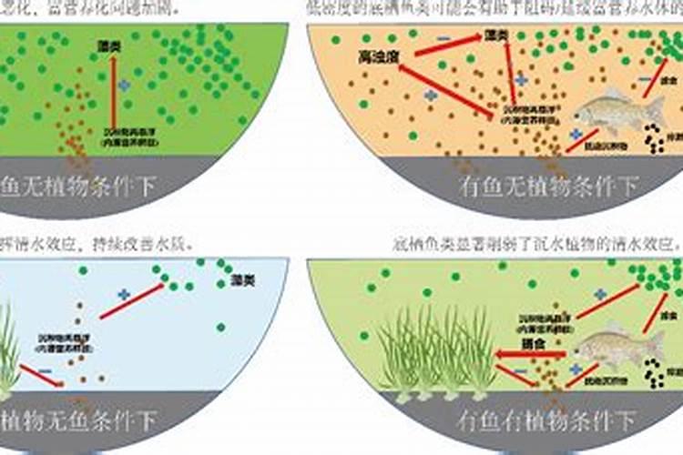 鲫鱼吃生米饭还是熟米饭,附养殖方法