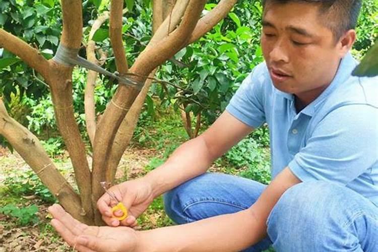 柑橘环割这一刀,决定是保果还是死树,果农如何来操作？