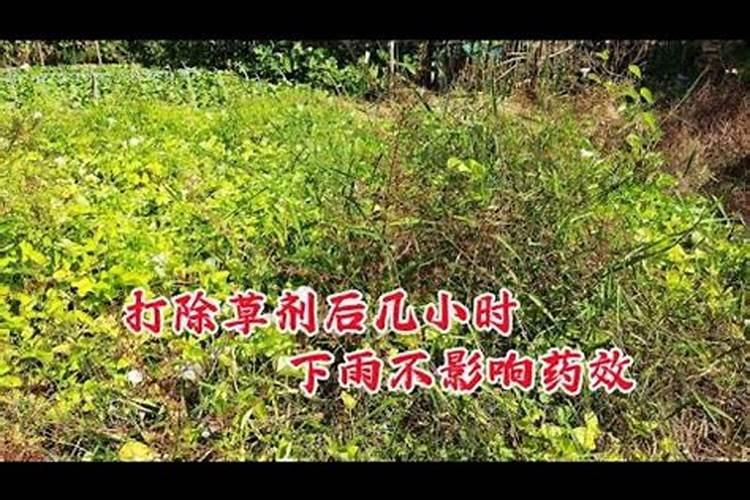 打药多长时间下雨不影响药效