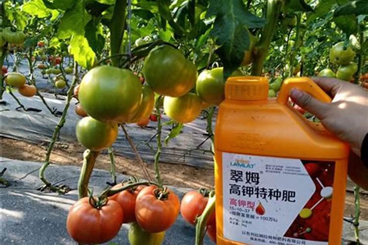 蔬菜水溶肥怎么用？需要注意哪些问题？