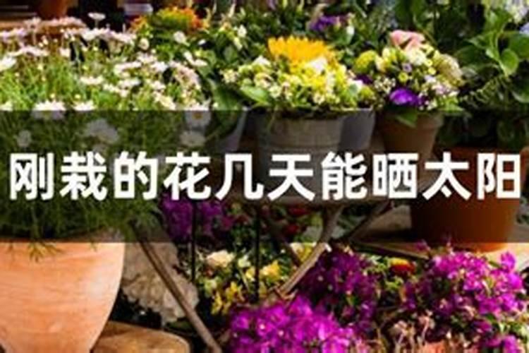 花刚种下去可以施肥吗 什么时候施肥更合适