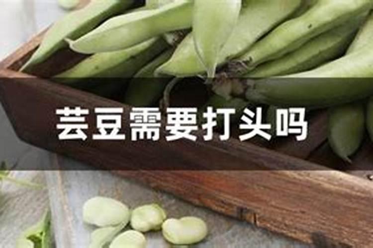 芸豆的需肥规律是什么？如何正确施肥？
